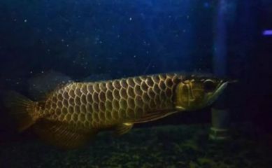 龍魚能擺臥室嗎（魚缸擺放不當(dāng)會(huì)影響睡眠質(zhì)量）