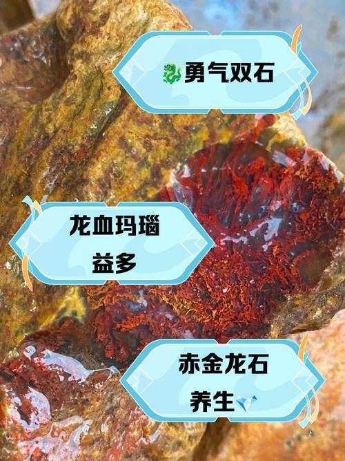 收藏赤血金龍有哪些注意事項？