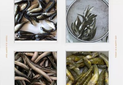 龍魚(yú)食物怎么處理方法最好：龍魚(yú)食物怎么處理？