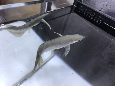 小龍魚怎么清洗處理魚鱗：小龍魚怎么清洗處理魚鱗呢？