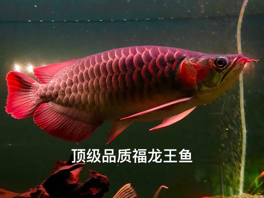 紅福龍魚圖片高清壁紙大全