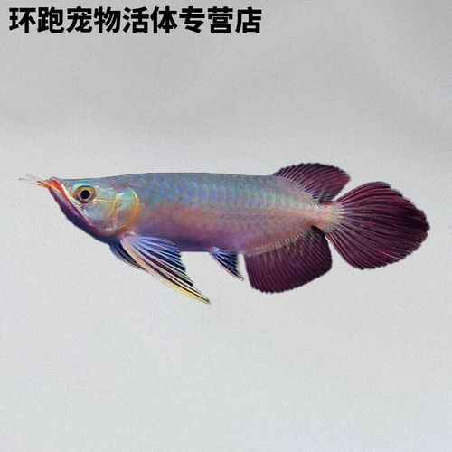 紅福龍魚圖片高清壁紙大全