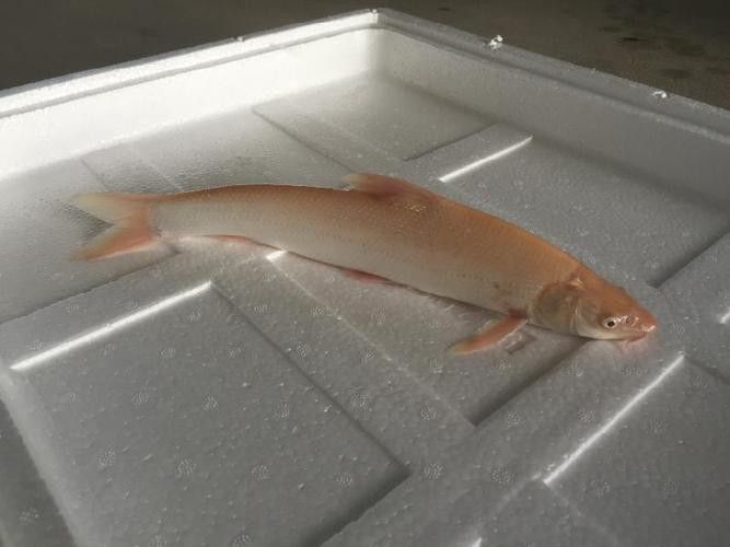 紅福龍魚圖片高清壁紙大全