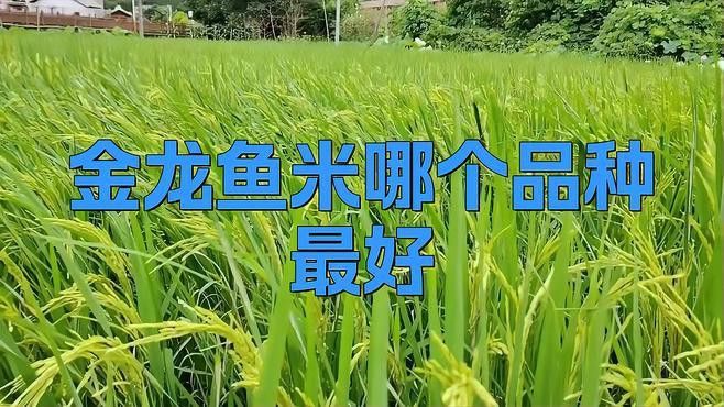 金龍魚稻花香哪個(gè)系列最好？
