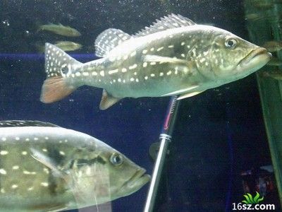 適合銀龍混養(yǎng)的魚(yú)類：適合與銀龍混養(yǎng)的魚(yú)類