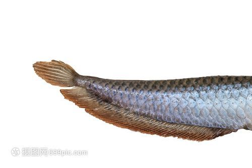 黑底黑背景養金龍魚：金龍魚的飼養背景顏色的選擇