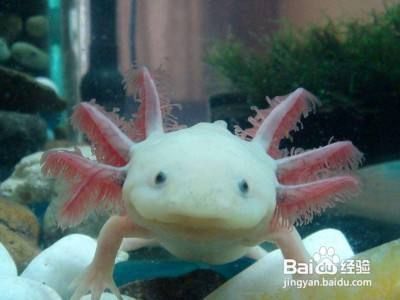 六角恐龍魚怎么分辨公母（六角恐龍魚性別區分方法）