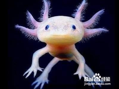 六角恐龍魚怎么分辨公母（六角恐龍魚性別區分方法）
