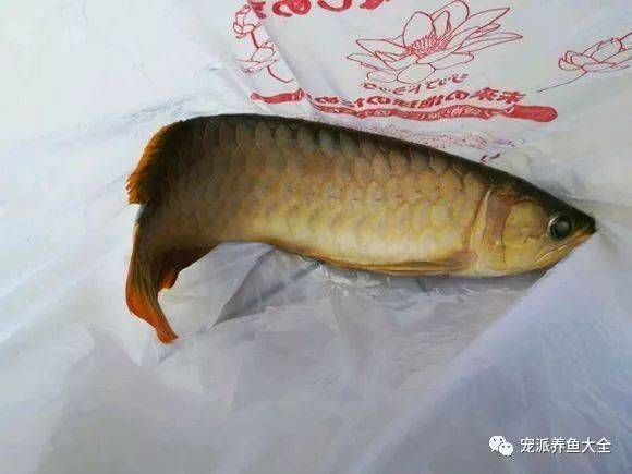 龍魚死了意味著什么：關(guān)于龍魚死亡背后的深層次含義