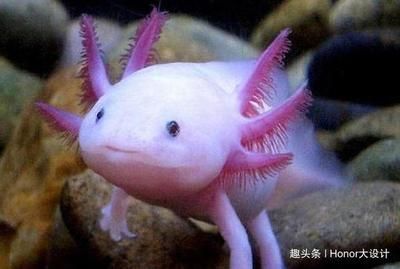 別小齊開箱六角恐龍魚：六角恐龍魚的飼養方式