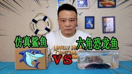 別小齊開(kāi)箱六角恐龍魚(yú)：六角恐龍魚(yú)的飼養(yǎng)方式