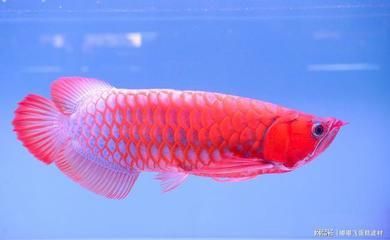 盤古杯世界龍魚錦標賽冠軍獎金多少錢一個，2024年盤古杯世界龍魚錦標賽冠軍獎金50萬元人民幣