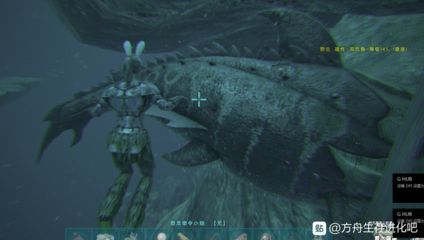 怎樣訓(xùn)魚龍：刺激戰(zhàn)場訓(xùn)魚龍的馴養(yǎng)過程包括以下幾個步驟