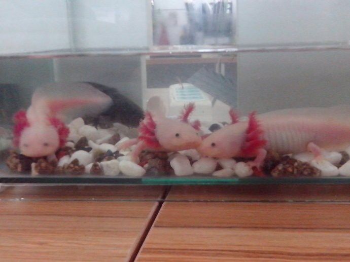 恐龍魚不愛游動就趴在缸底睡覺嗎