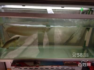 龍魚(yú)咬架怎么辦小妙招：如何處理龍魚(yú)咬架的小妙招
