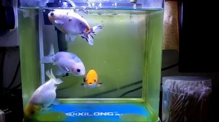 龍魚養(yǎng)在小缸可以嗎：龍魚養(yǎng)在小缸可以嗎，需要注意什么