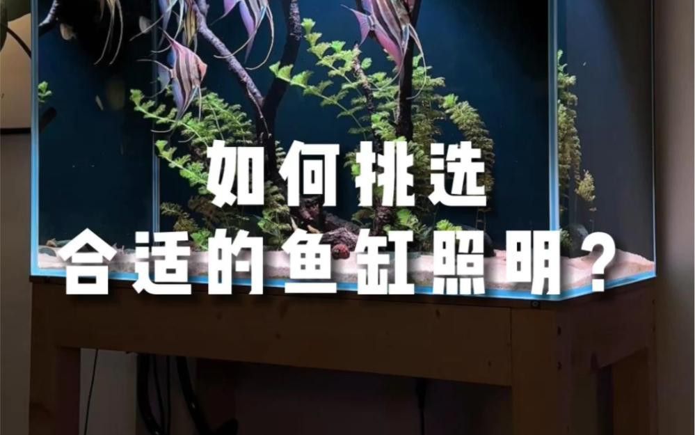 如何判斷魚(yú)缸照明是否合適？