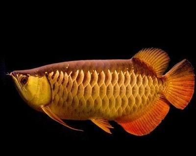金龍魚正常水溫 貼吧，金龍魚夏季高溫防護措施，金龍魚水溫驟降應對策略