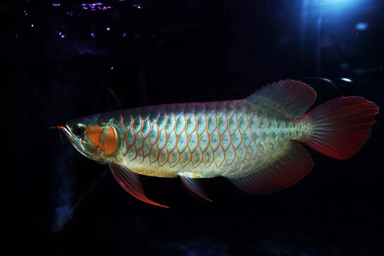 龍魚生產地：龍魚生產地遍布全球多個地區，印尼紅龍原產地遍布全球
