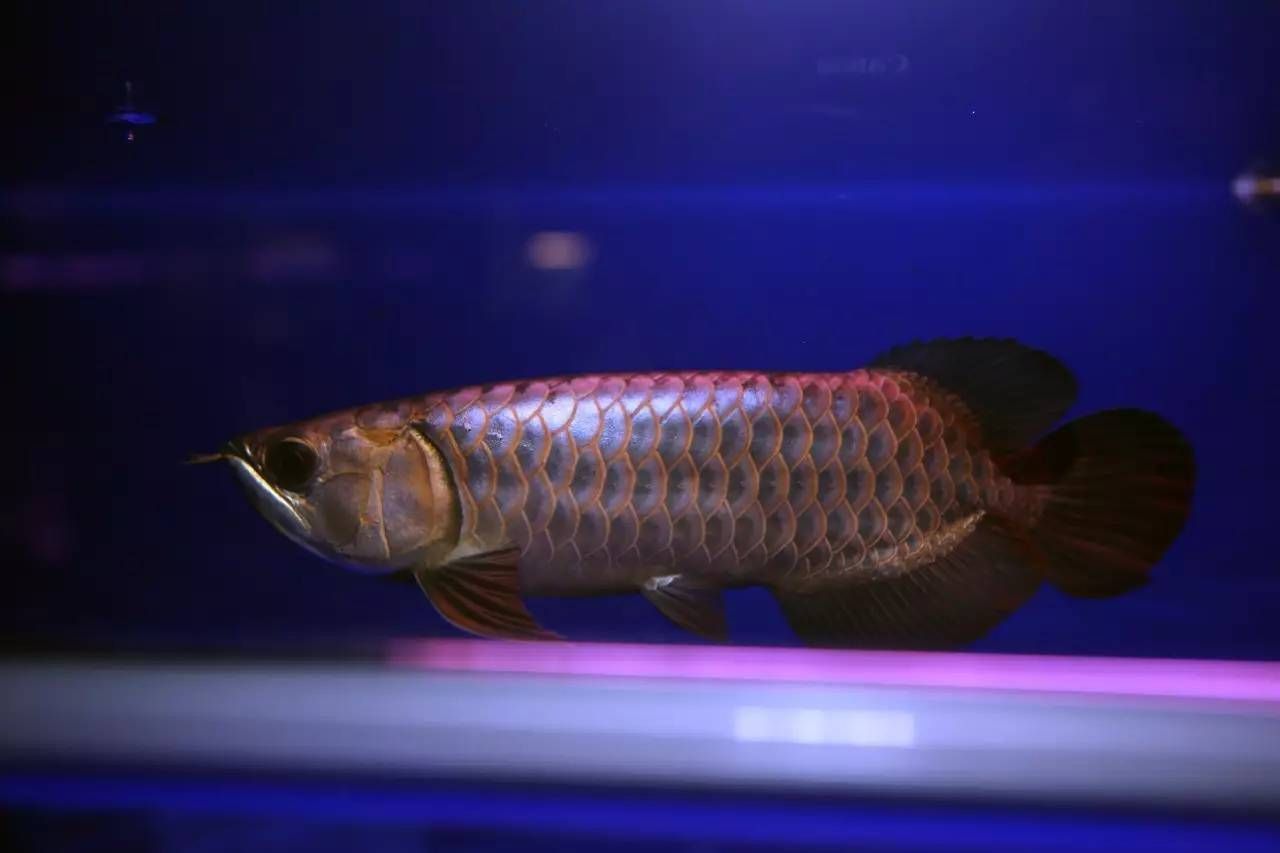 龍魚生產地：龍魚生產地遍布全球多個地區，印尼紅龍原產地遍布全球