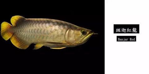 龍魚生產地：龍魚生產地遍布全球多個地區，印尼紅龍原產地遍布全球