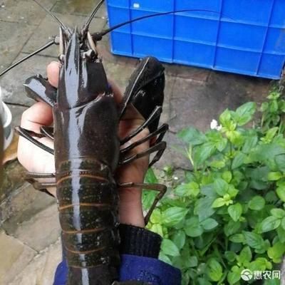 澳洲淡水龍蝦魚缸養殖寵物藍龍蝦魚塘紅鰲鰲蝦可繁殖：澳洲淡水龍蝦可以在魚缸中養殖為寵物