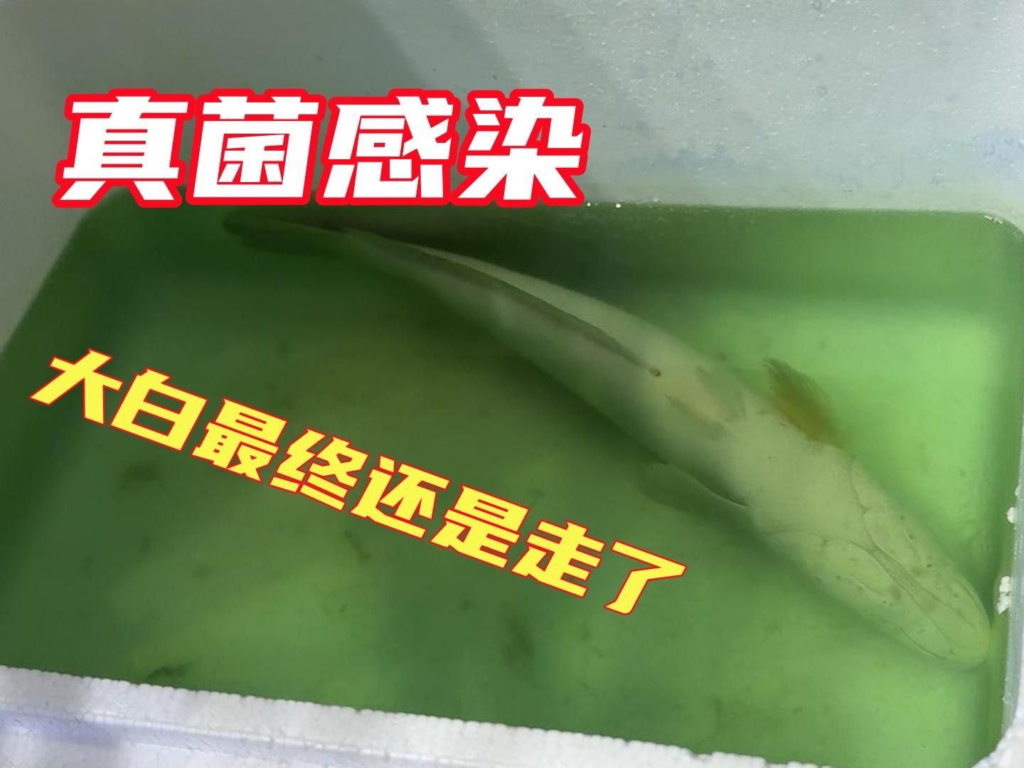 有哪些龍魚真菌病的特效藥