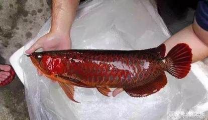 紅龍魚挑選標準是什么意思啊：\紅龍魚挑選標準\02]02]02]02]02