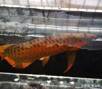 孔雀龍魚適應水環境研究：孔雀魚在不同的水質條件下生存 孔雀龍魚適應水環境研究：孔雀魚在不同的水質條件下生存 龍魚百科 第2張
