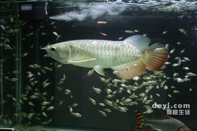 怎樣調(diào)整龍魚的狀態(tài)圖片：如何調(diào)整龍魚狀態(tài)