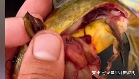 如何判斷龍魚內臟是否損傷？