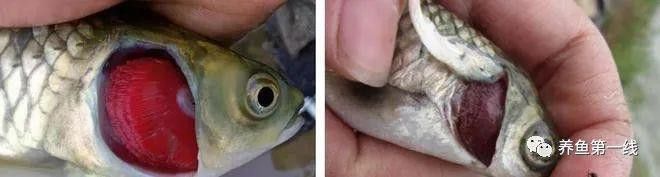 如何判斷龍魚內臟是否損傷？