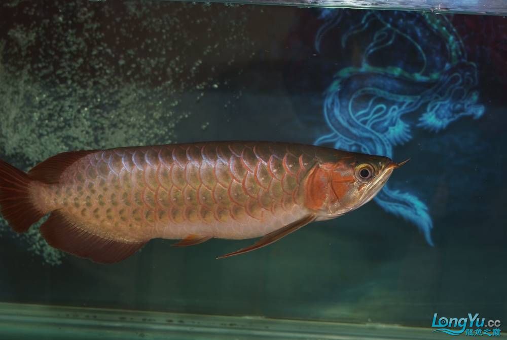 剛請來的九個月大的辣椒紅龍請前輩們指教