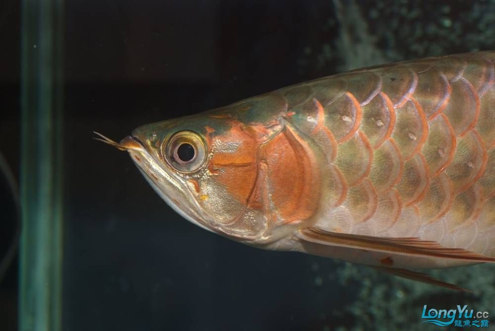 剛請來的九個月大的辣椒紅龍請前輩們指教