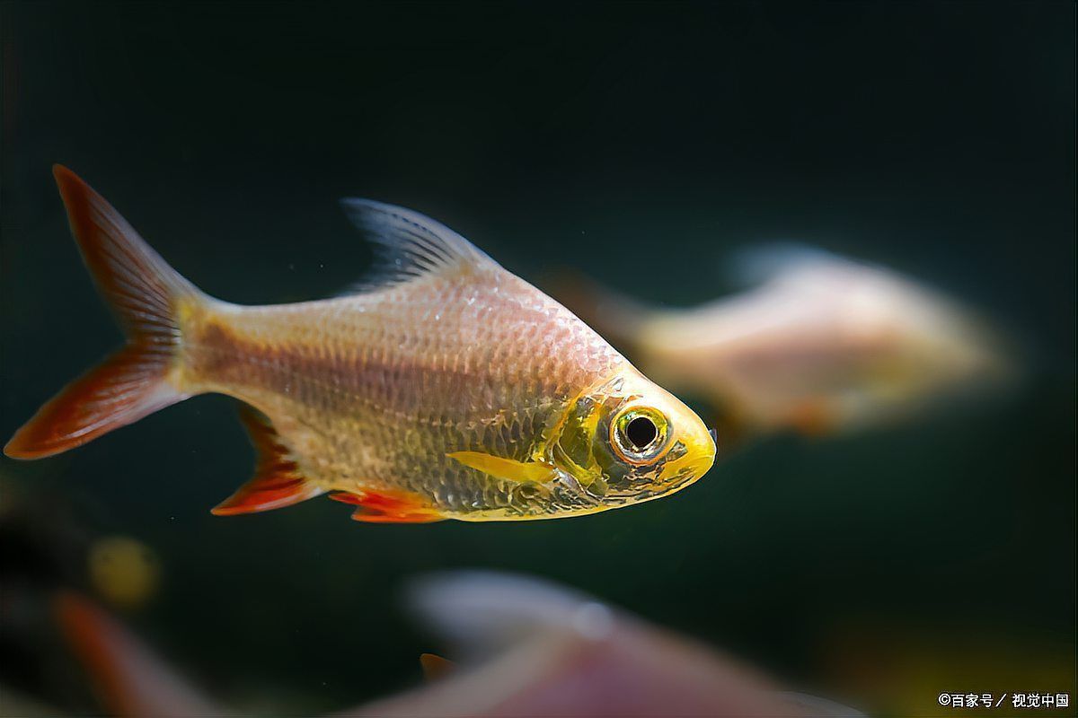 阿莫西林治魚蒙眼