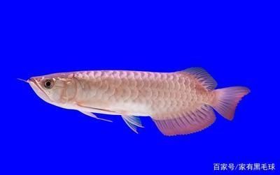 龍魚食物怎么處理干凈的
