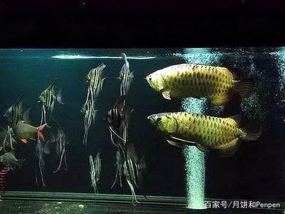 龍魚虎魚混養寓意著什么：如何避免龍魚虎魚混養沖突，龍魚虎魚混養對水質要求