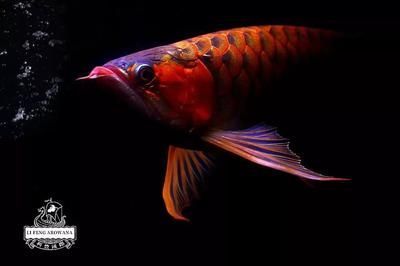 龍魚蒙眼怎樣治療好：龍魚蒙眼怎么辦