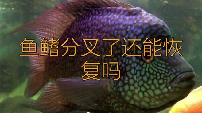 龍魚魚鰭分叉需要手術嗎？
