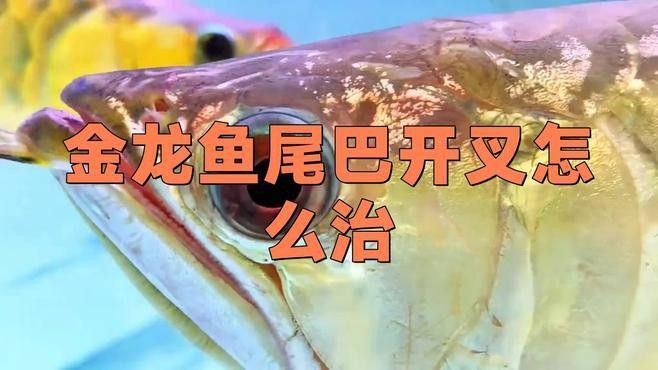 龍魚魚鰭分叉需要手術嗎？