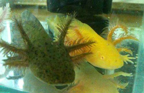 六角恐龍魚放多少厘米深水，六角恐龍魚水深要求