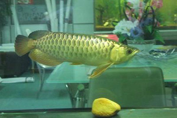 金龍魚20厘米價格表