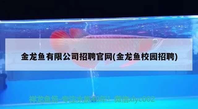 金龍魚20厘米價格表