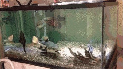 龍魚和招財貓一起養會打架嗎：龍魚和招財貓魚可以一起養但是需要注意一些問題以避免潛在沖突