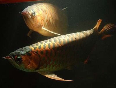 紅龍魚疾病治療方案:紅龍魚疾病 龍魚百科 第3張 紅龍魚疾病治療方案:紅龍魚疾病 紅龍魚疾病治療方案:紅龍魚疾病 龍魚百科 第3張