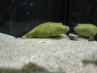 狗頭魚和金龍魚能否混養取決于具體的狗頭魚品種和金龍魚的混養策略：狗頭魚和金龍魚能否混養