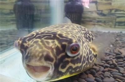 狗頭魚和金龍魚能否混養取決于具體的狗頭魚品種和金龍魚的混養策略：狗頭魚和金龍魚能否混養