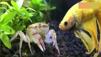 狗頭魚和金龍魚能否混養取決于具體的狗頭魚品種和金龍魚的混養策略：狗頭魚和金龍魚能否混養