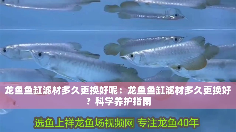 龍魚(yú)魚(yú)缸濾材多久更換好呢：龍魚(yú)魚(yú)缸濾材多久更換好？科學(xué)養(yǎng)護(hù)指南