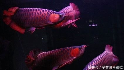 養龍魚數量與風水有關嗎：養龍魚數量與風水有關嗎？